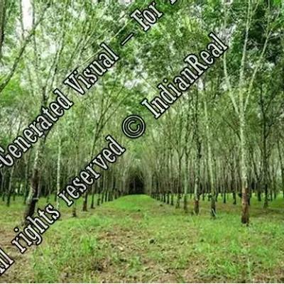 Prime Agricultural Land with Traditional House for Sale in Kalayanad