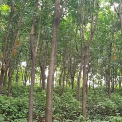 Rubber Plantation for sale in Taliparamba, Kannur  -  Eruvassery,  Kudiyammala, 7 Acres - Eruvessi in Eruvessy