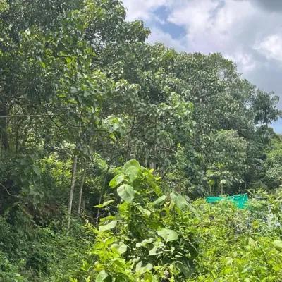 Agricultural Land 87 cents for sale at Perumpuzha Kundara in Perumpuzha