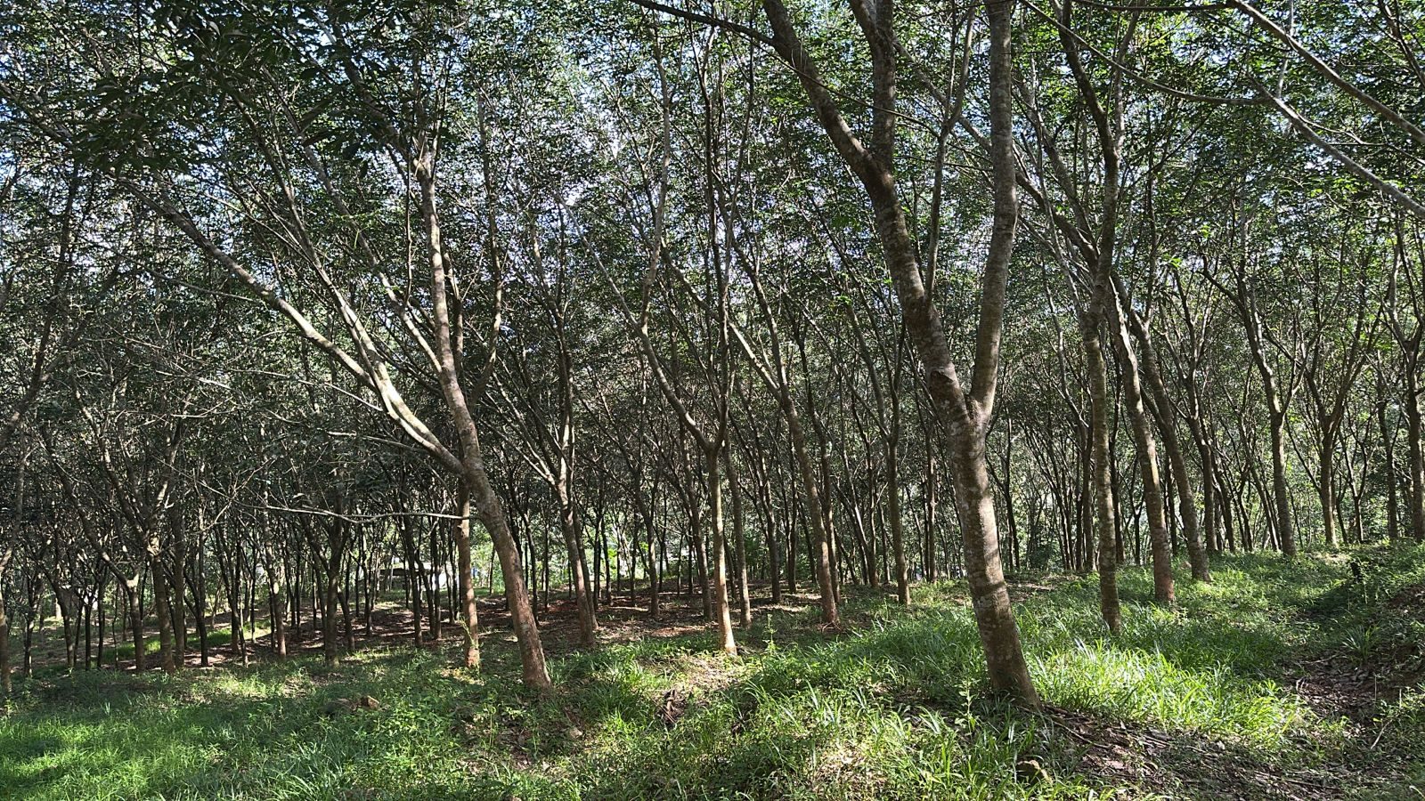 Residential land for sale in Kattakkada
Contact - 9982151234