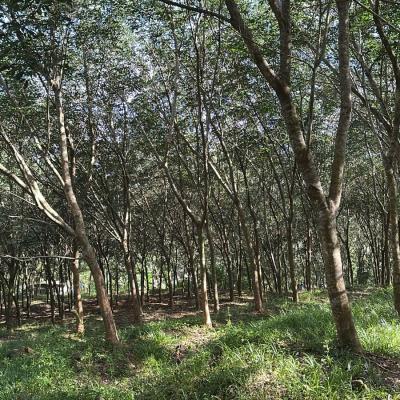 Residential land for sale in Kattakkada

Contact - 9982151234 in Kattakkada