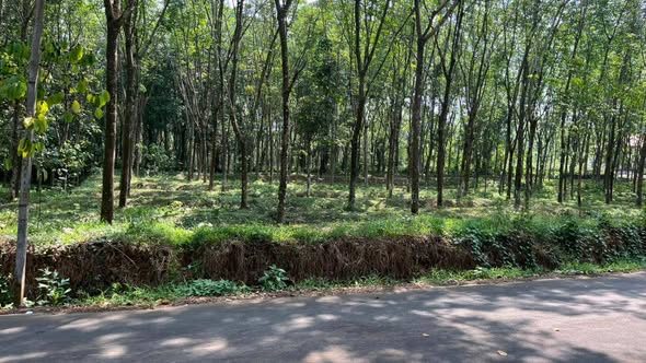 20 cents of land for sale by the PWD road leading to Parepidika, located 1.6 km from the Kolenchery highway