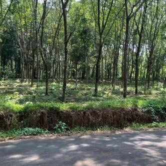 20 cents of land for sale by the PWD road leading to Parepidika, located 1.6 km from the Kolenchery highway in Kolenchery