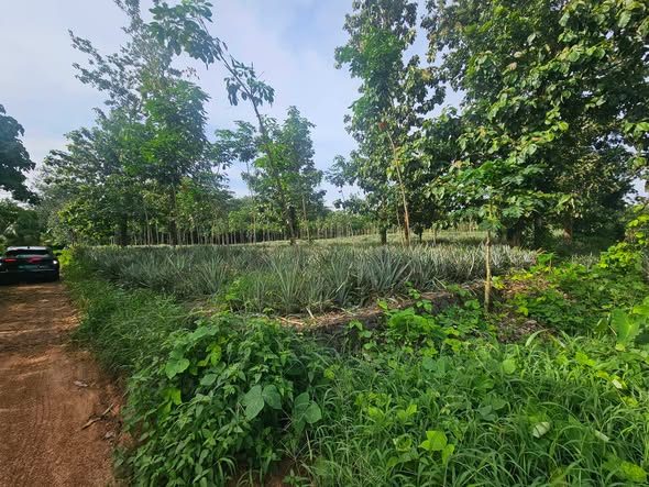 165 cents plot for sale near Kolenchery Medical College 325000