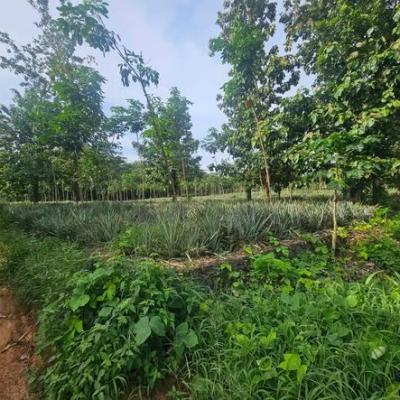 165 cents plot for sale near Kolenchery Medical College 325000 in Kolenchery