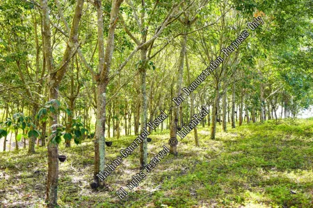 Prime Agricultural Land with Traditional House for Sale