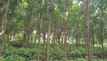 Rubber Plantation for sale in Taliparamba, Kannur  -  Eruvassery,  Kudiyammala, 7 Acres - Eruvessi